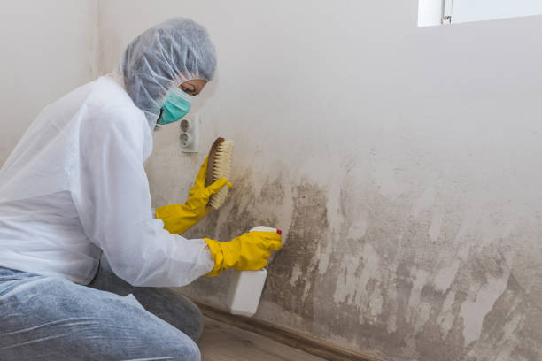 Best Mold Damage Repair  in Bladensburg, MD