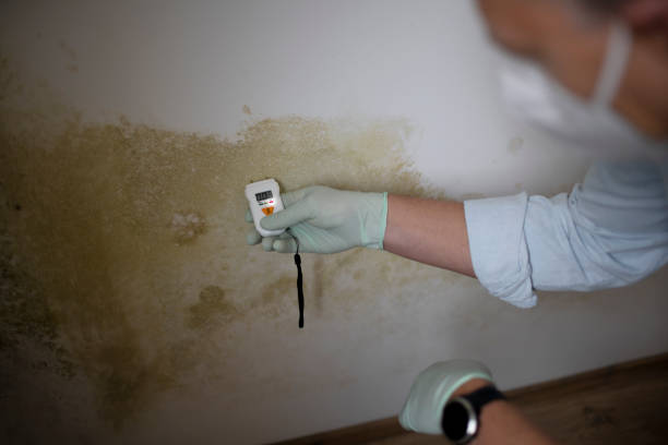 Best Black Mold Removal  in Bladensburg, MD