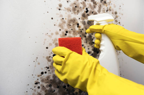 Mold Testing and Removal in Bladensburg, MD