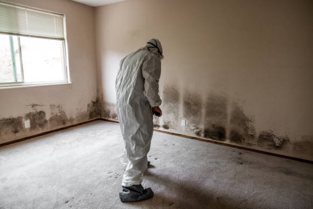 Best Certified Mold Removal  in Bladensburg, MD
